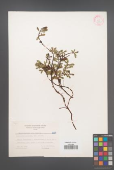 Arctostaphylos uva-ursi [KOR 6685]
