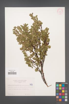 Arctostaphylos uva-ursi [KOR 4552]