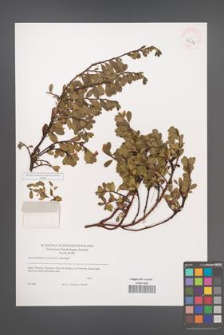 Arctostaphylos uva-ursi [KOR 39476]