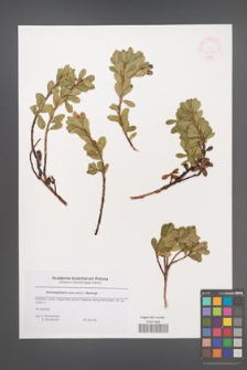 Arctostaphylos uva-ursi [KOR 44814]