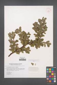 Arctostaphylos uva-ursi [KOR 43701]