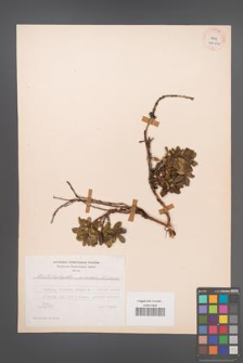 Arctostaphylos uva-ursi [KOR 40241]