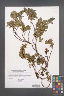 Arctostaphylos uva-ursi [KOR 43687]