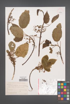 Aristotelia serrata [KOR 43840]