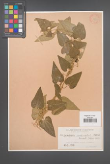 Aristolochia sempervirens [KOR 349]