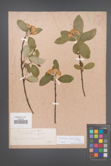 Aronia arbutifolia [KOR 33776]