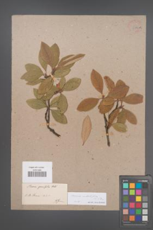 Aronia arbutifolia [KOR 33776A]