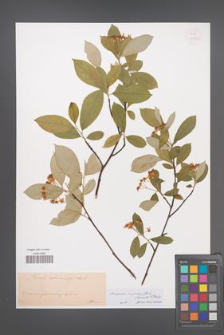 Aronia ×prunifolia [KOR 33775]