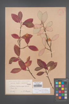 Aronia ×prunifolia [KOR 346]