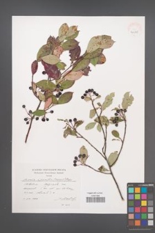 Aronia ×prunifolia [KOR 40535]