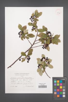 Aronia ×prunifolia [KOR 40536]