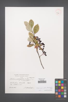 Aronia ×prunifolia [KOR 40458]