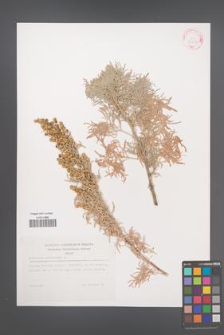 Artemisia arborescens [KOR 29311]