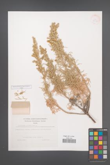 Artemisia arborescens [KOR 38118]
