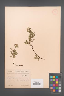 Arctostaphylos uva-ursi [KOR 1779]