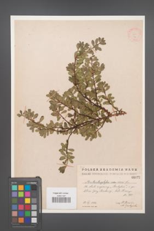 Arctostaphylos uva-ursi [KOR 72]
