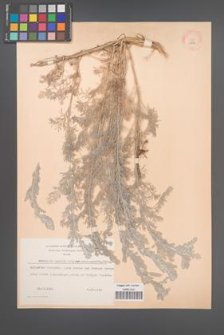 Artemisia lobelii [KOR 11945]