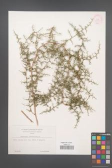 Asparagus acutifolius [KOR 11955]