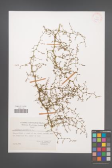 Asparagus acutifolius [KOR 27807]