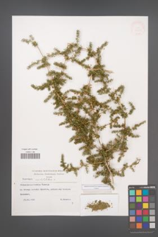 Asparagus acutifolius [KOR 32603]