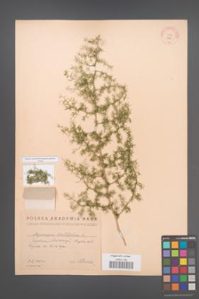 Asparagus acutifolius [KOR 11961]