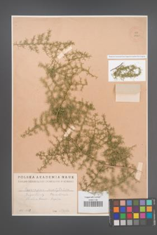 Asparagus acutifolius [KOR 11960]