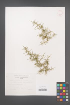 Asparagus acutifolius [KOR 38128]