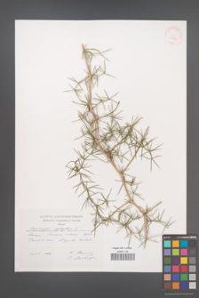 Asparagus aphyllus [KOR 29734]