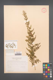 Asparagus curillus [KOR 11964]