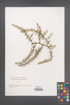 Asparagus [KOR 33216]