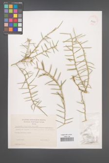 Asparagus stipularis [KOR 39251]