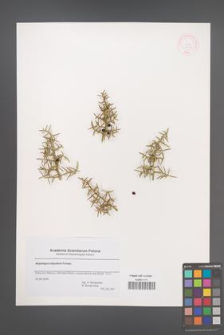 Asparagus stipularis [KOR 44748]