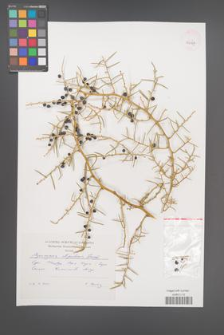 Asparagus stipularis [KOR 42647]