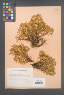Astragalus flavescens [KOR 30901]