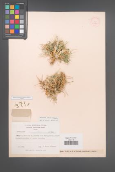Astragalus floccosus [KOR 11982]