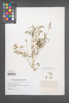 Astragalus mareoticus [KOR 51485]