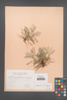 Astragalus bethlehemiticus [KOR 30910]