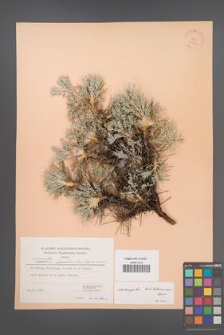 Astragalus bethlehemiticus [KOR 30915]