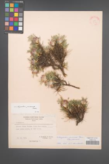 Astragalus parnassi [KOR 21173]