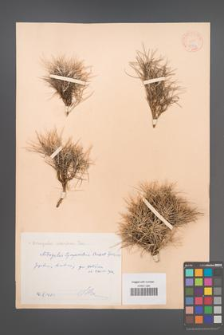 Astragalus sirinicus [KOR 11993]