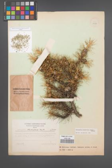 Astragalus strobiliferus [KOR 52488]