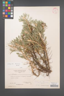 Astragalus thracicus [KOR 21172]