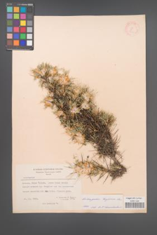 Astragalus trojanus [KOR 21171]