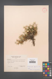 Astragalus trojanus [KOR 21170]