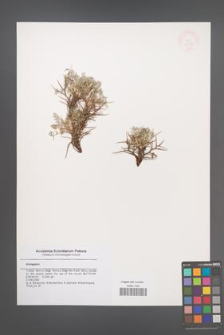 Astragalus [KOR 47314]