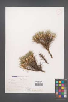 Astragalus [KOR 27801]