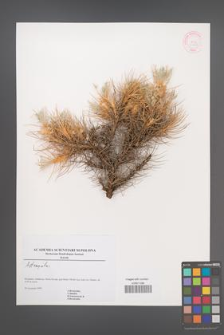 Astragalus [KOR 45162]