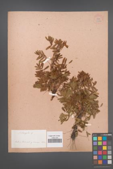 Astragalus [KOR 33782]