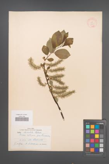 Salix abscondita [KOR 18765]