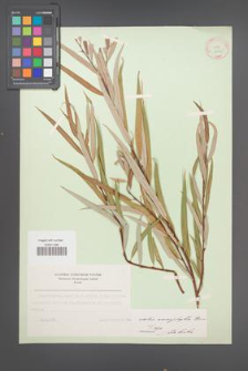 Salix acmophylla [KOR 18764]